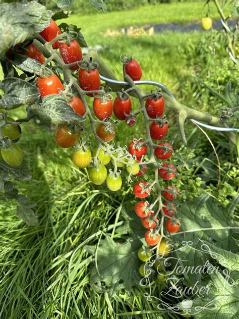 Bio Saatgut Tomate Donatellina Tomatenzauber De Onlineshop