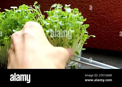 Daikon Kaiware Stock Videos And Footage Hd And 4k Video Clips Alamy