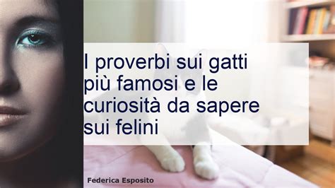 Proverbi sui gatti non perderti le frasi più belle YouTube