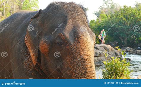 Elefant Som Besprutar Vatten Laos Bolavenplateau Redaktionell Bild