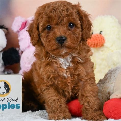Male F1b Cavapoo Puppy For Sale Id 8538 Ly