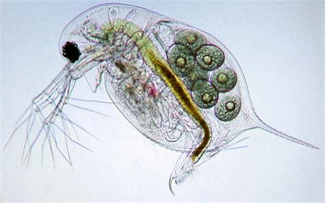 Fleas Under A Microscope