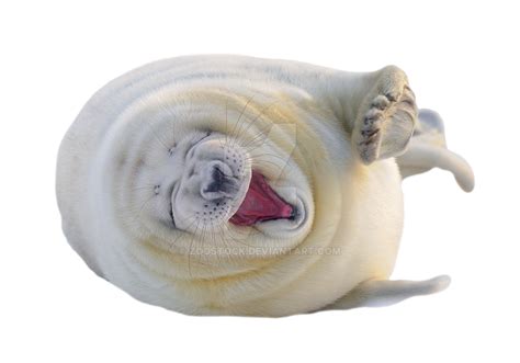 Young seal on a transparent background. by ZOOSTOCK on DeviantArt