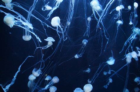 Purple Jellyfish · Free Stock Photo