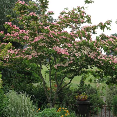 Cornus kousa 'Satomi' from NVK Nurseries