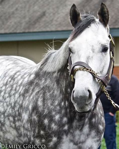 Frosted A Beautiful Horse Throughbred Horses Thoroughbred Horse