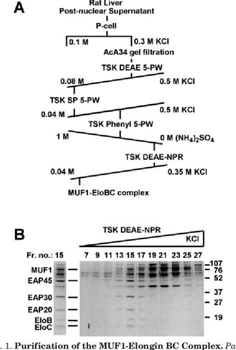 Figure From Muf A Novel Elongin Bc Interacting Leucine Rich Repeat