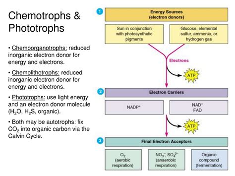 Ppt Chemotrophs And Phototrophs Powerpoint Presentation Free Download