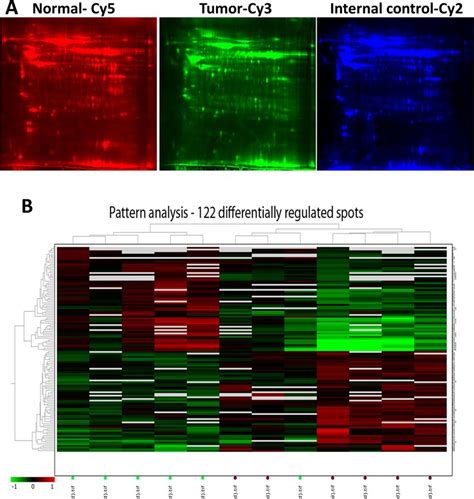 A Representative Fluorescent Protein Profiles Of A 2d Dige Containing Download Scientific