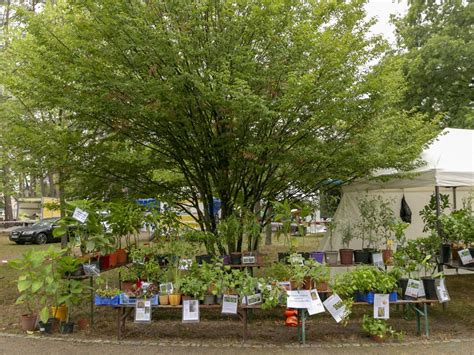 Kaltenhouse La Bourse Aux Plantes Prend De Lampleur