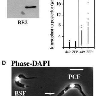 Ectopic Tbzfp Expression Generates A Morphological Phenotype In