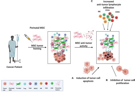 Frontiers The Multifaceted Roles Of MSCs In The Tumor