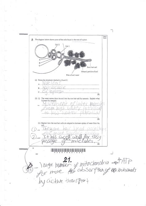 Solution Igcse Biology Questions And Answers Past Papers Diffusion