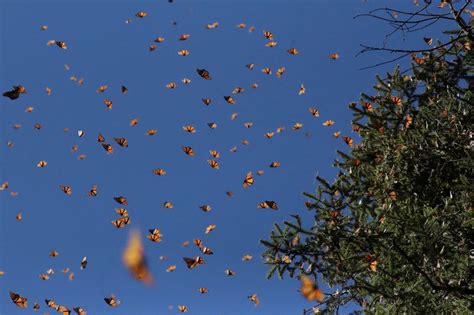 Cuál Es La Mejor Fecha Para Visitar El Santuario De La Mariposa Monarca Infobae