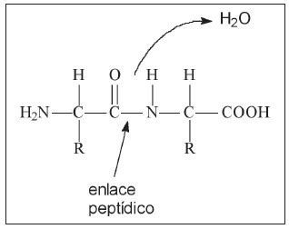 Enlace peptídico - Quimica | Quimica Inorganica