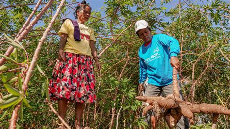 Women farmers harvesting cassava as part of a livelihood project in Palawan, Philippines ...