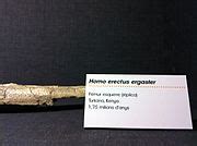 Category:Homo ergaster fossils - Wikimedia Commons