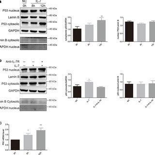 Isolation Of Cytoplasmic And Nuclear P Protein For A Cells After