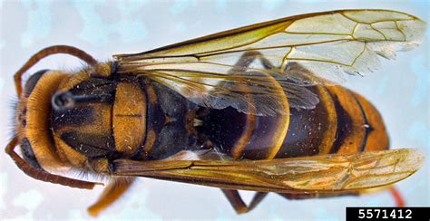 Yellow Legged Hornet Georgia Invasives