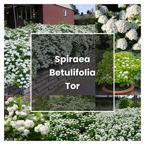 How To Grow Spiraea Betulifolia Tor Plant Care Tips NorwichGardener