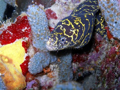 chain link moray stock image image  deep fins pattern