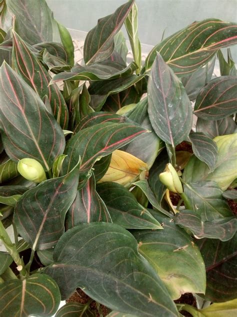 Aglaonema Rotunda Pink Mini Nurserybuy