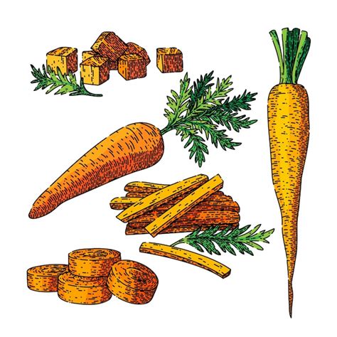 Premium Vector Carrot Vegetable Set Sketch Hand Drawn Vector