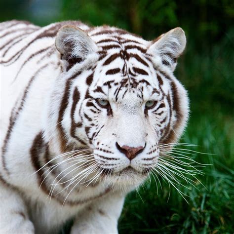 Tigre de Bengala blanco imagen de archivo. Imagen de fauna - 22392163