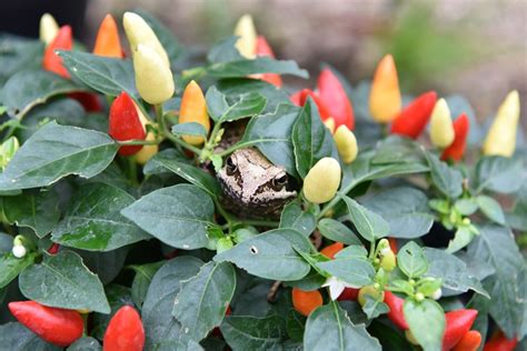 Prairie Fire Chilli Pepper Seed Capsicum Annuum