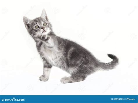 Cat Stretched Out The Paw Stock Image Image Of Mammal 36690675