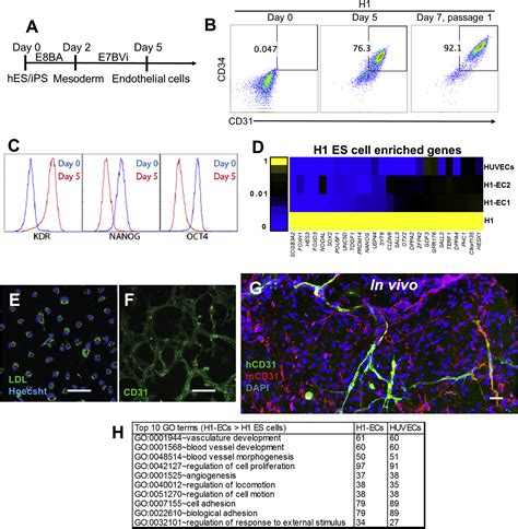 A Genome Wide Analysis Of Human Pluripotent Stem Cell Derived