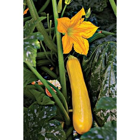 Courgette F1 Butterstick Graines Baumaux