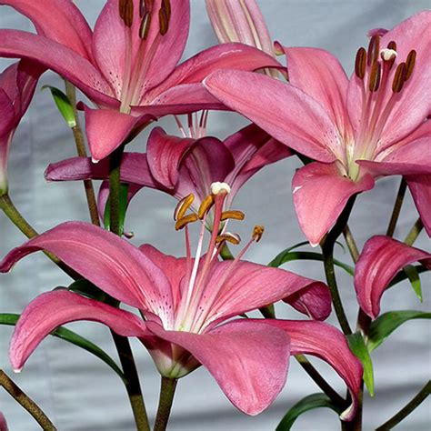 Tiny Pearl Asiatic Lily Vanstone Nurseries