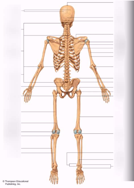 Diagram Of Human Skeleton Posterior Quizlet