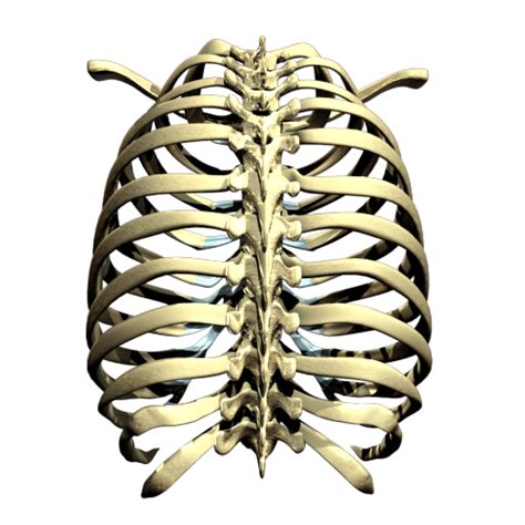 Human Rib Cage Png Clip Art Library