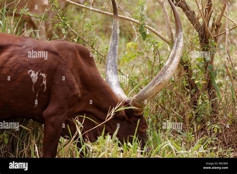 Ankole Cow Hi Res Stock Photography And Images Alamy