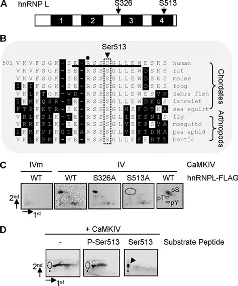 The Highly Conserved Serine 513 Of HnRNP L Is A Major Phosphorylation