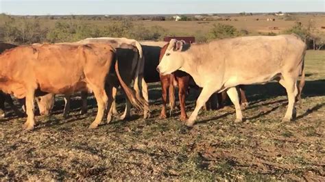 30 Heavy Bred Charolais And Charolais Cross Beefmaster And Red Angus