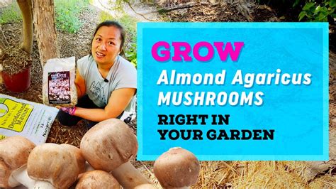 Grow Almond Agaricus Mushrooms In Your Garden Youtube