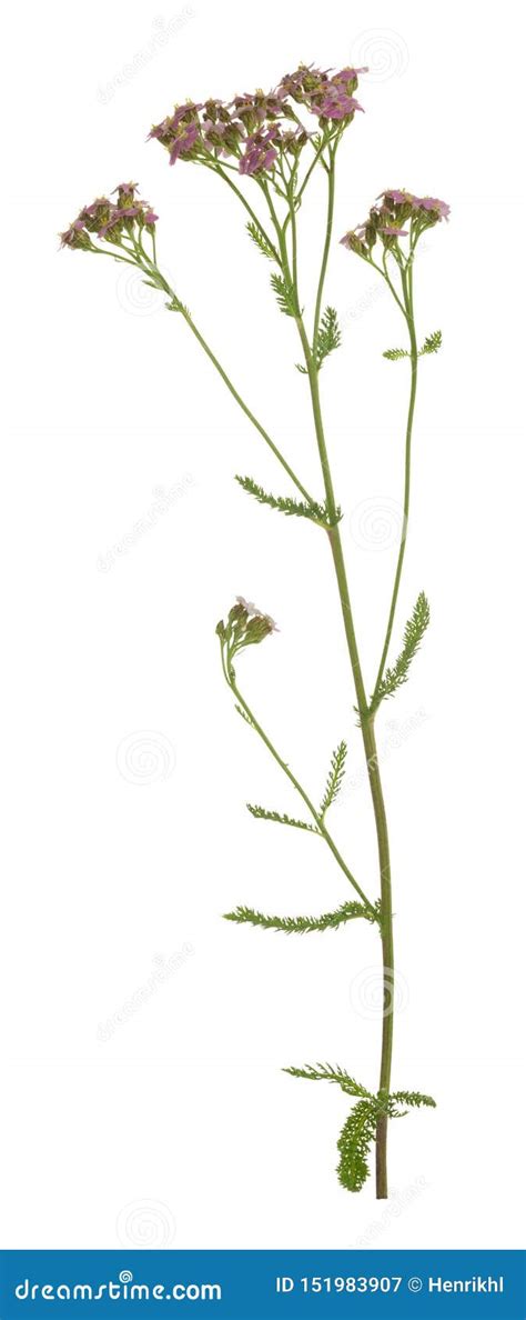 Yarrow Comum Flor Do Millefolium De Achillea Isolada No Fundo Branco Imagem De Stock Imagem