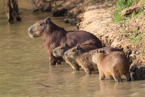 Capybara from Corumbá, Mato Grosso do Sul, Brazil on August 29, 2017 at 12:50 PM by avocat ...