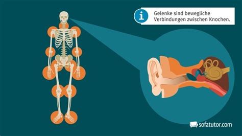 Gelenktypen Definition Zusammenfassung Easy Schule