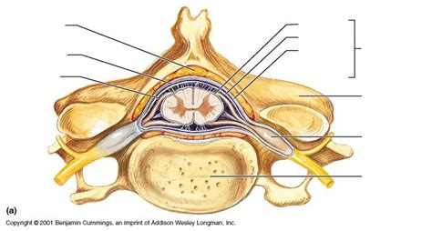 Meninges Of Spinal Cord Diagram Quizlet