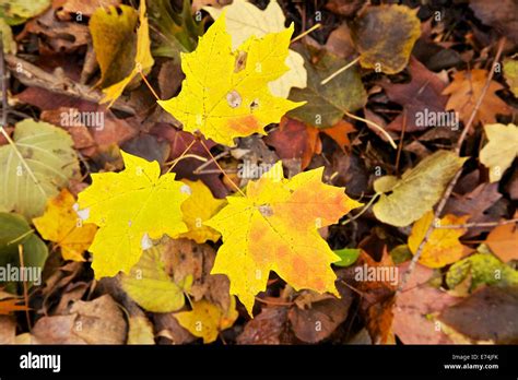 Sugar Maple Seedling In Autumn Stock Photo Alamy