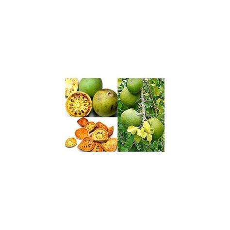 Experience The Beauty Of Aegle Marmelos Seed Premium Seeds For Exquisite Bael Tree Growth Seed