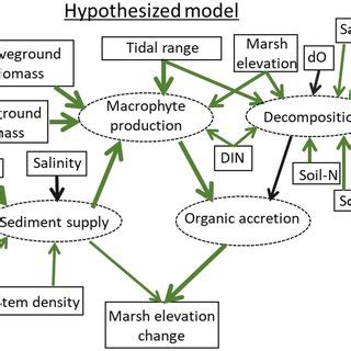 Hypothesized Model To Describe Relationships Between Marsh Properties