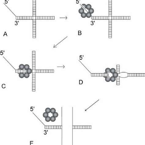 Dnab Translocates Along Double Stranded Dna And Unwinds A Forked Dna Download Scientific