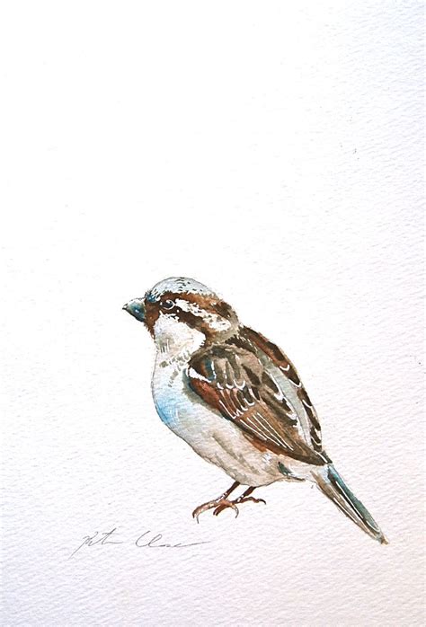 Sparrow Study By Kristina Closs Watercolor Bird Original Watercolor