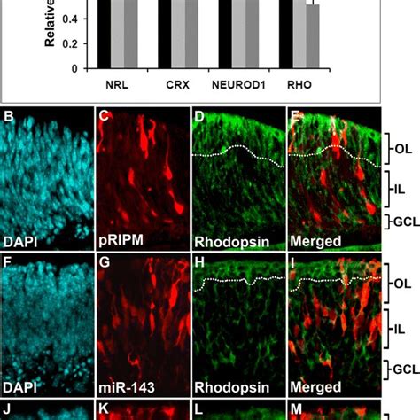 Nrl Is A Positive Regulator Of MiR Cluster 143 145 A Schematic Of MiR