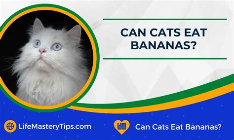 Can Cats Eat Bananas Life Mastery Tips